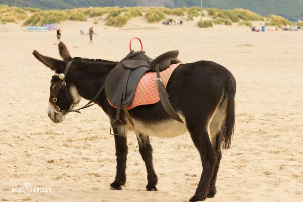 donkey wearing a saddle and saddle pad