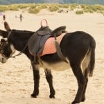 donkey wearing a saddle and saddle pad