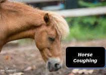 Horse Coughing: What Does it Mean & When to Worry + Remedies