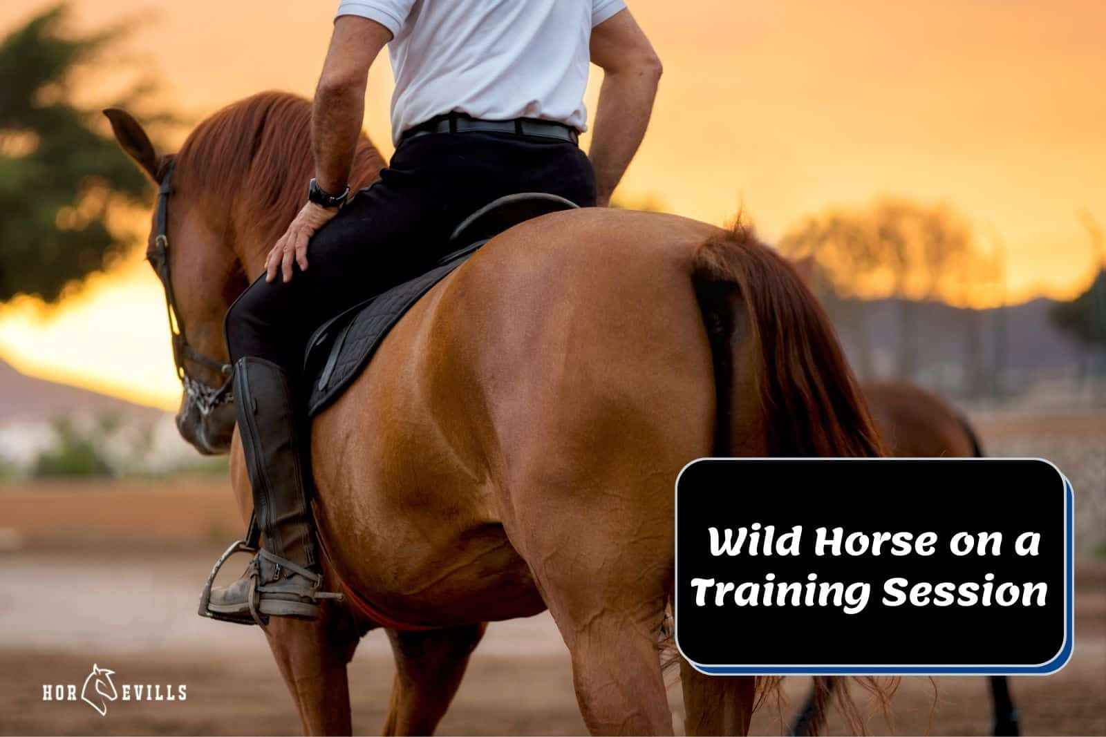 Wild Horse on a Training Session