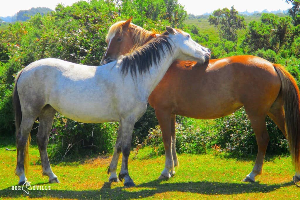 horse loving each other, do horses mate for life