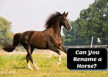Can You Rename a Horse? [Should You Rename a Horse?]