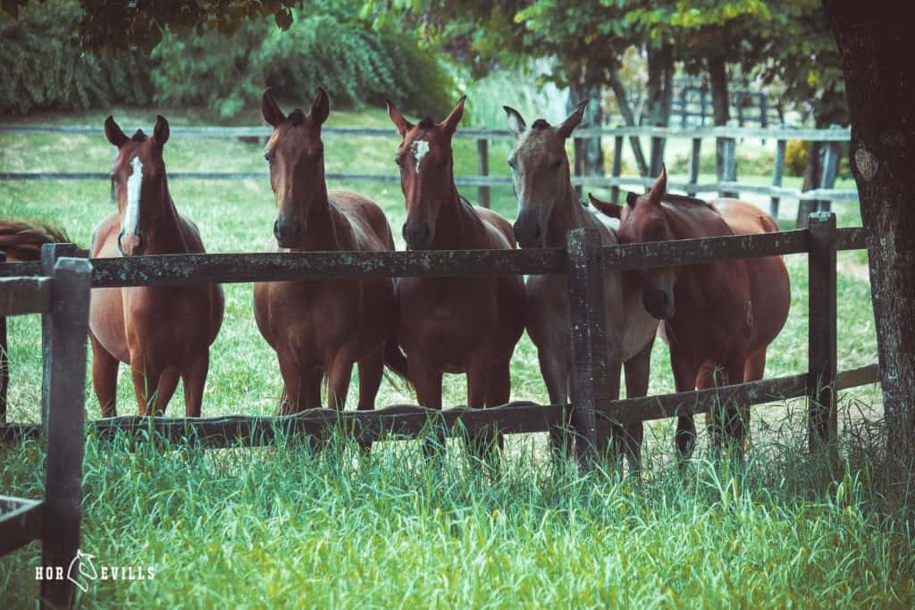 horses in family group