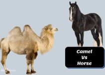 Camel Vs Horse: Their Differences, Similarities, and Uses