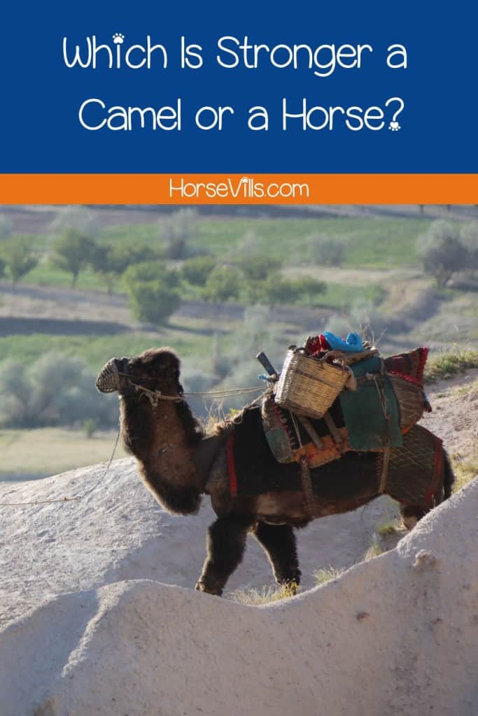 camel carrying big loads
