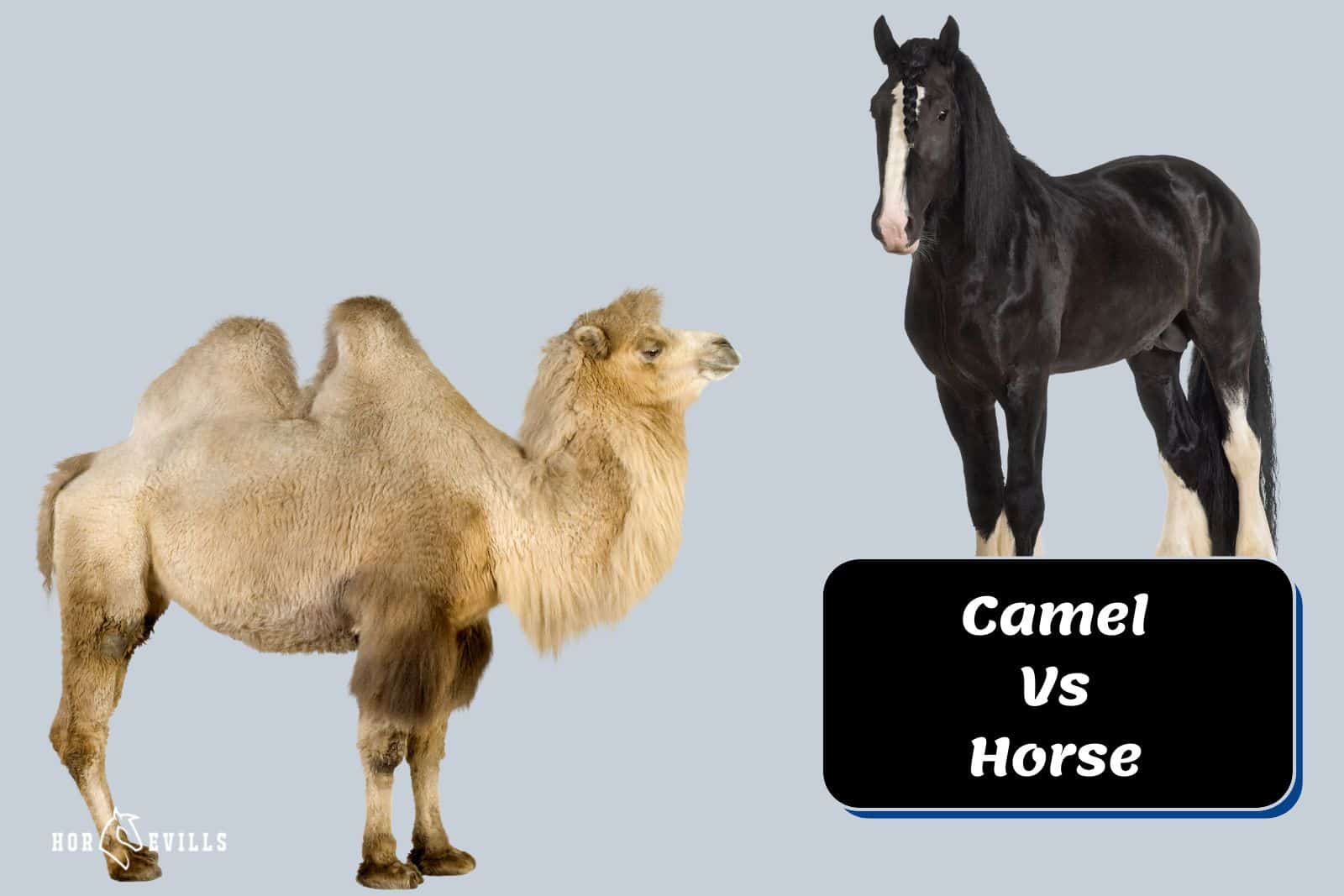 camel vs horse comparison