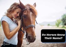 Do Horses Know Their Name? It’s likely, But Not How You Think