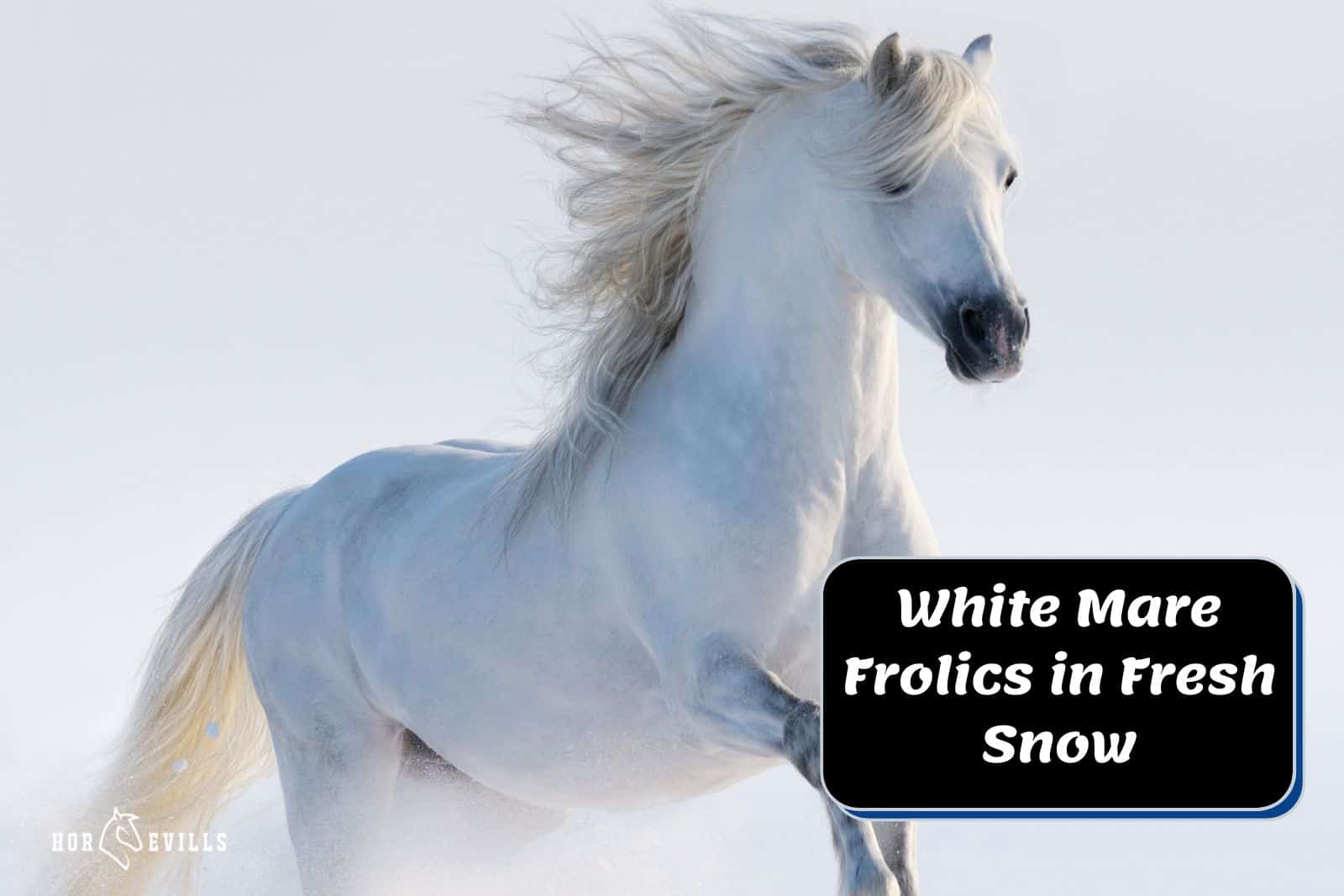 white mare horse enjoying snow