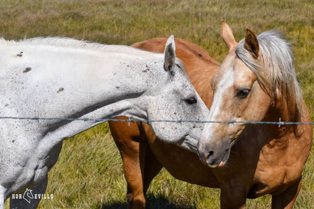 white gray and paint horse mating pair