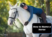 How To Name A Horse – Breed Rules & Fun Expert Tips