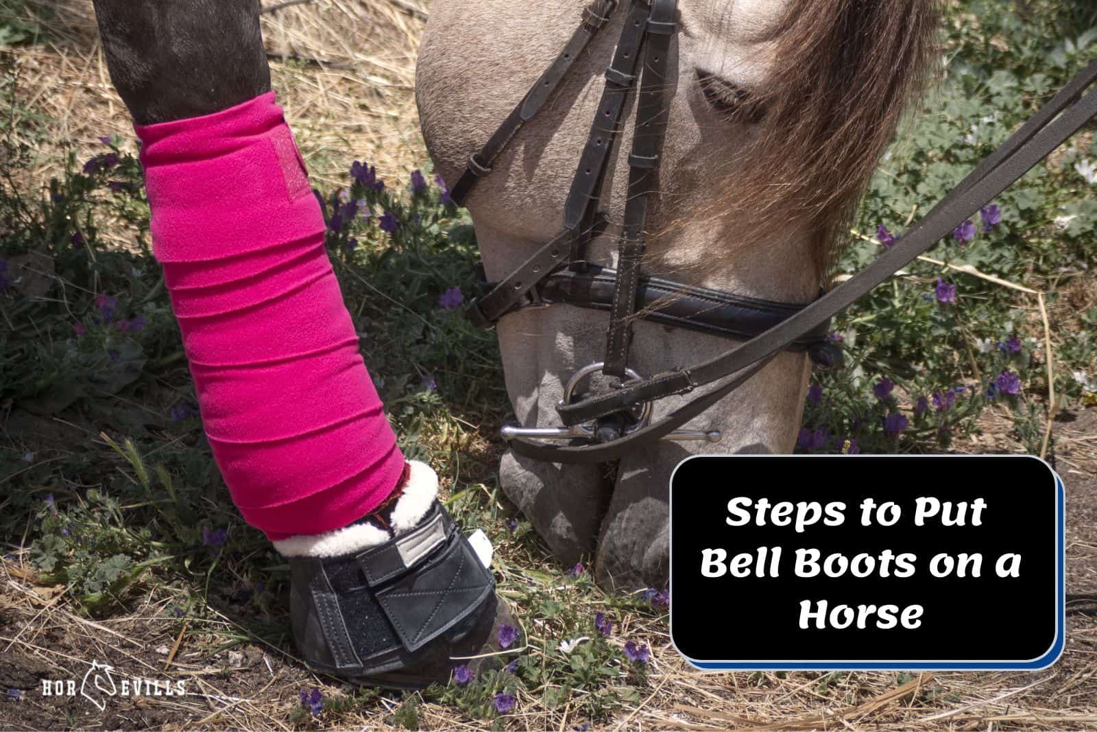 horse wearing velcro bell boots but how to put bell boots on a horse?