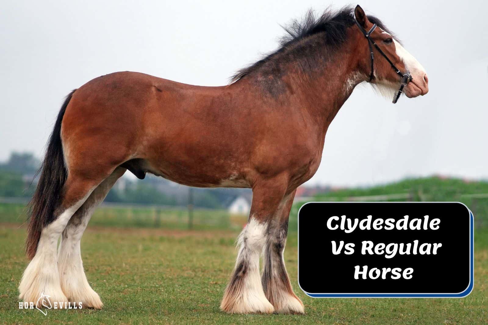 a tall clydesdale horse beside 