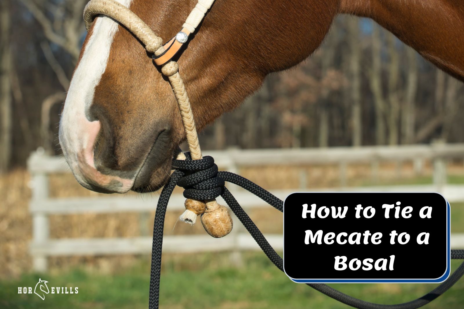 horse with a bosal beside "How to Tie a Mecate to a Bosal" text