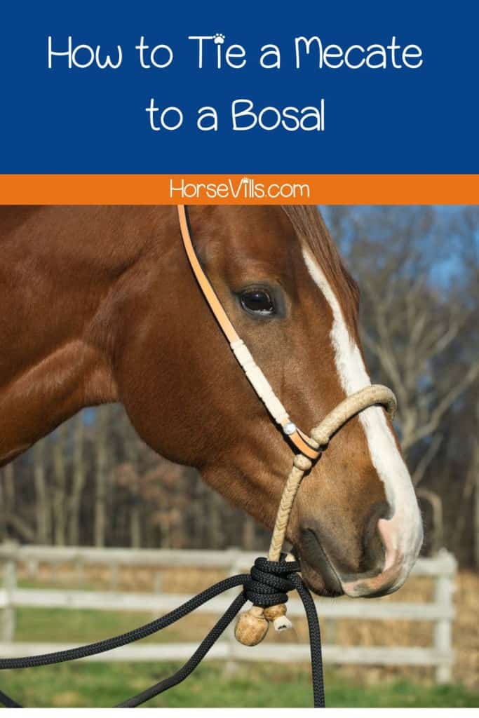 horse with a bosal