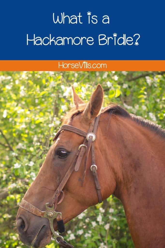 brown horse wearing a Hackamore bridle