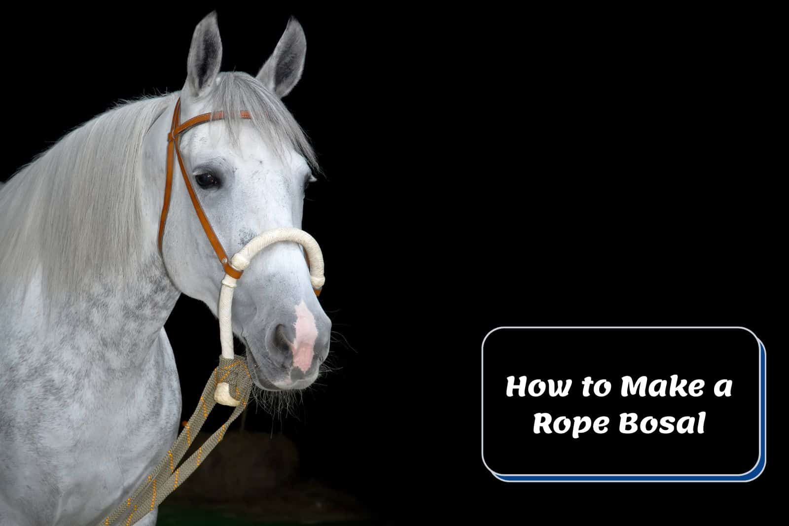 dappled grey horse wearing a rope bosal