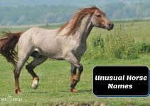 Unusual Horse Names and Their Stories: 10 Cool Ones