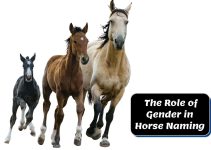 The Role of Gender in Horse Naming: A Shift from Tradition