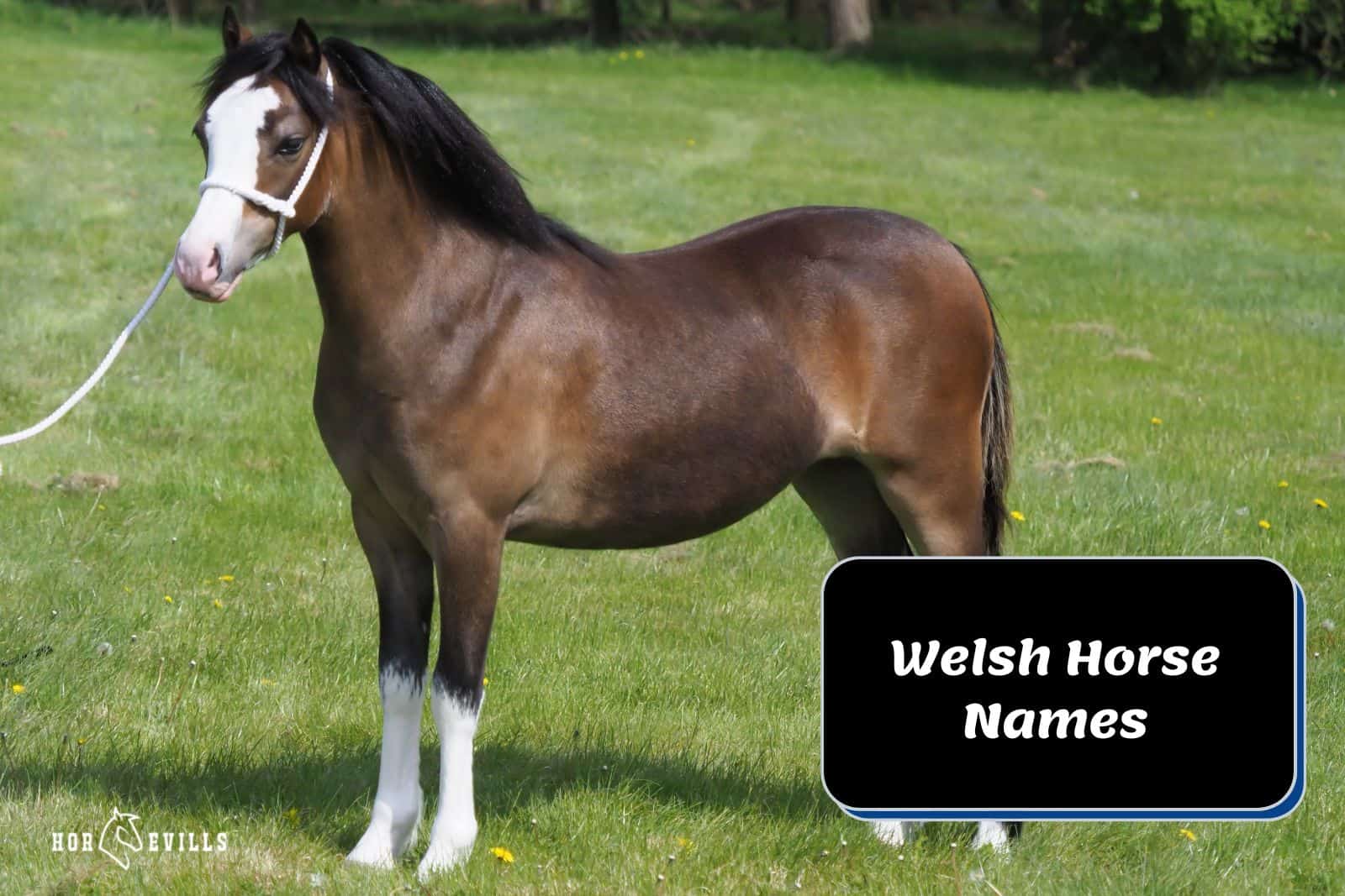 beautiful welsh pony standing beside 