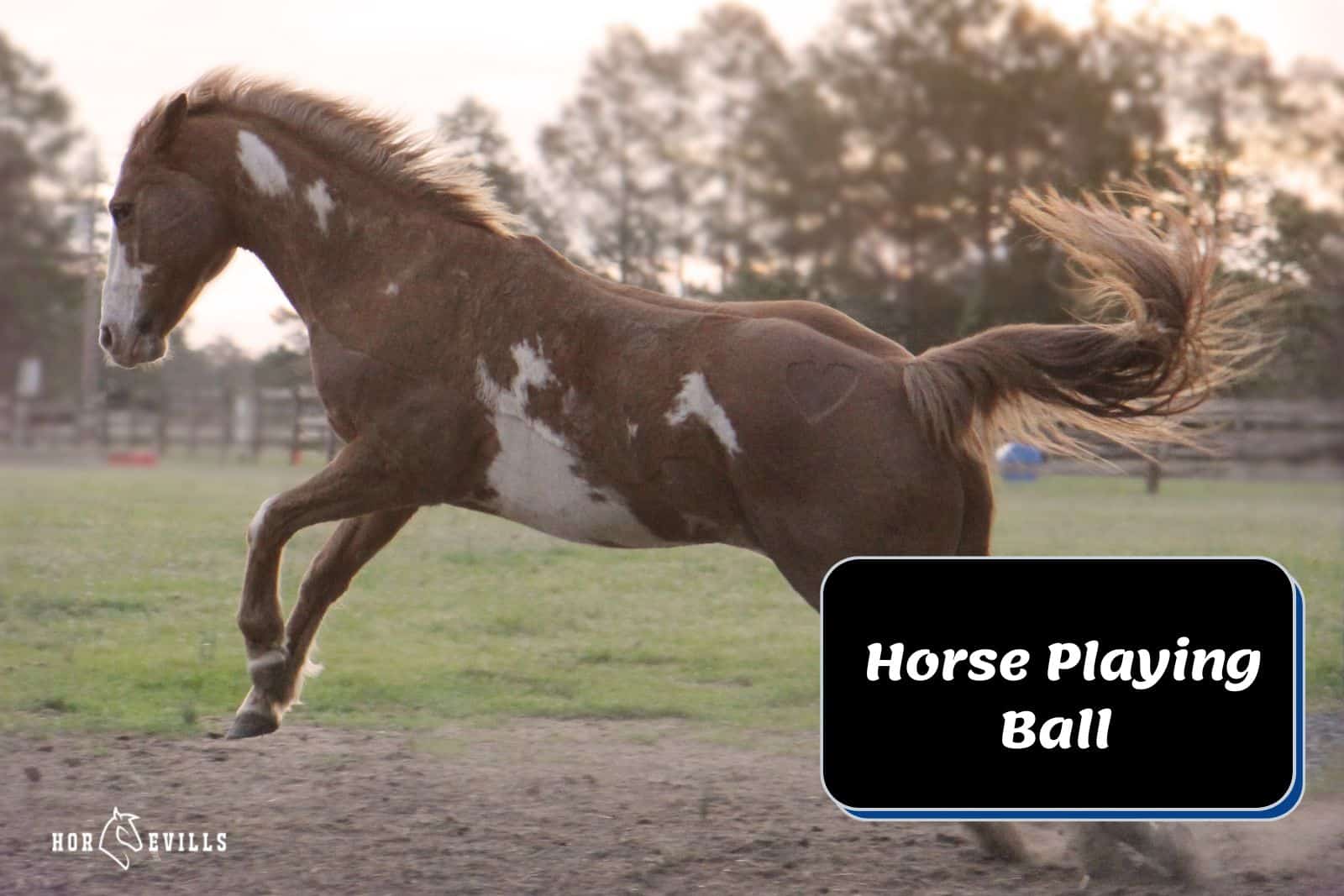 Horse Playing Ball