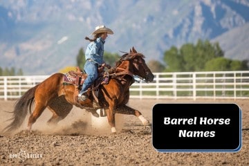 100 Great Barrel Horse Names for Your Equine Athlete!