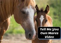 Tell Me You Own Mares: Epic Farm Adventure Caught on Video!