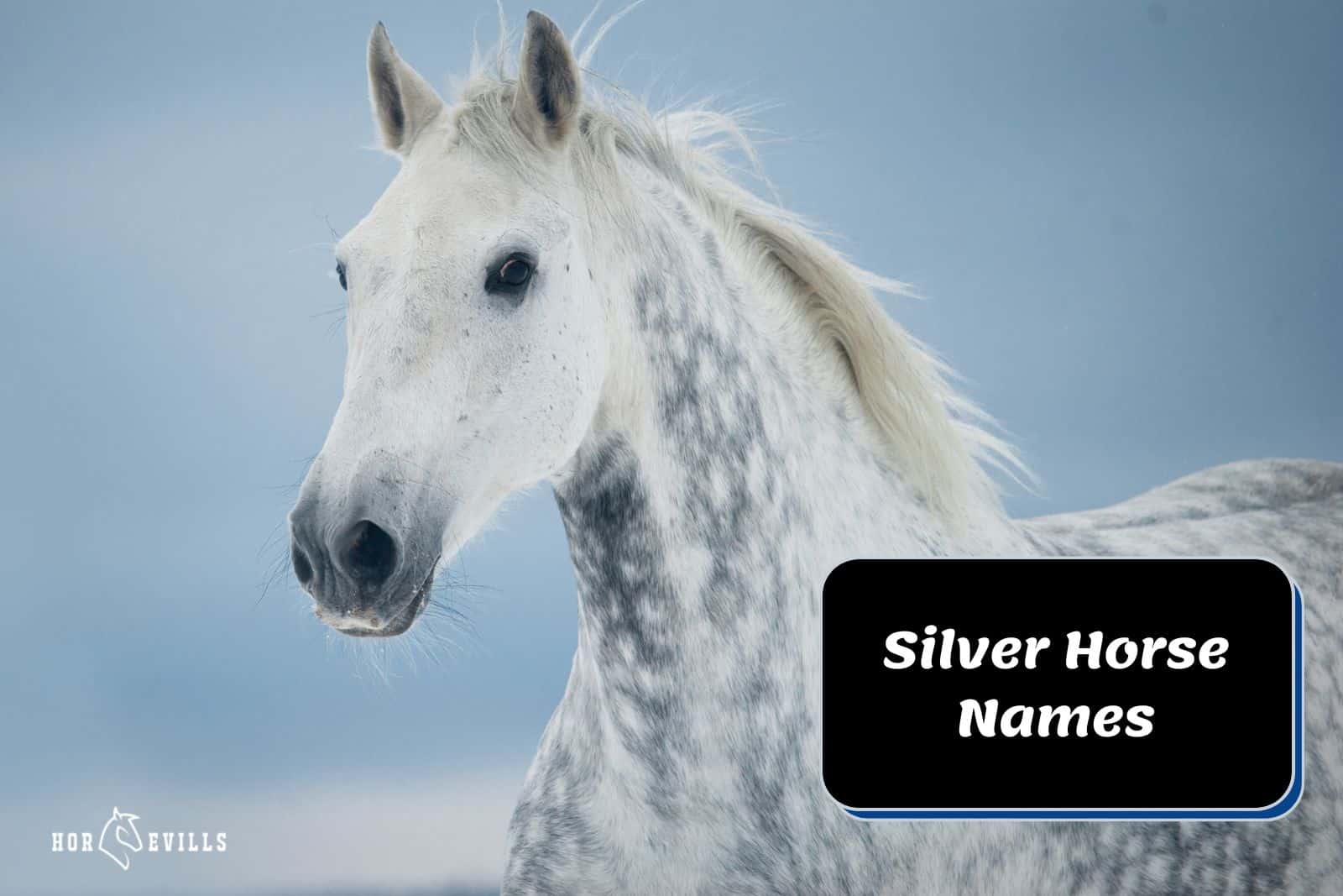 a silver horse looking at the camera [Silver Horse Names]