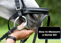 How to Measure a Horse Bit Effectively in 5 Easy Steps