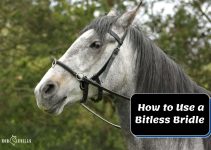 How to Use a Bitless Bridle In 6 Easy Steps [Expert Tips]