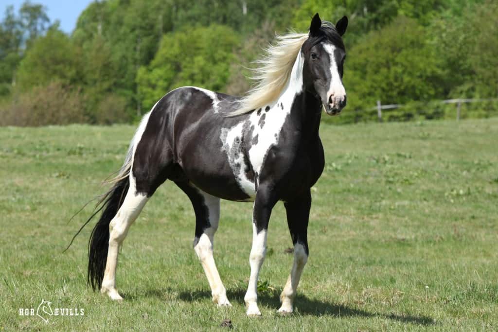 beautiful black paint horse