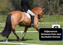 Key Differences Between Dun and Buckskin Horses Uncovered!