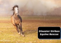 Equine Sanctuary in Crisis: How Dreamcatchers Overcomes Flood Damage