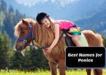 The Guide of Names for Ponies: 300 Unique & Popular Choices