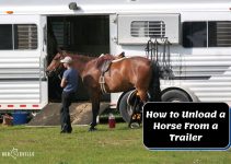 How to Unload a Horse from a Trailer Safely: Steps & Tips